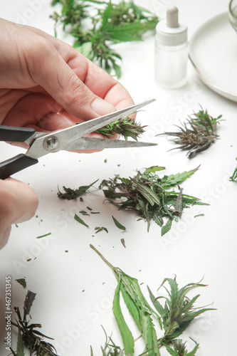 Medical marijuana. Hand with scissors cutting marijuana, trimming cannabis buds. Process of making medical CBD oil. 