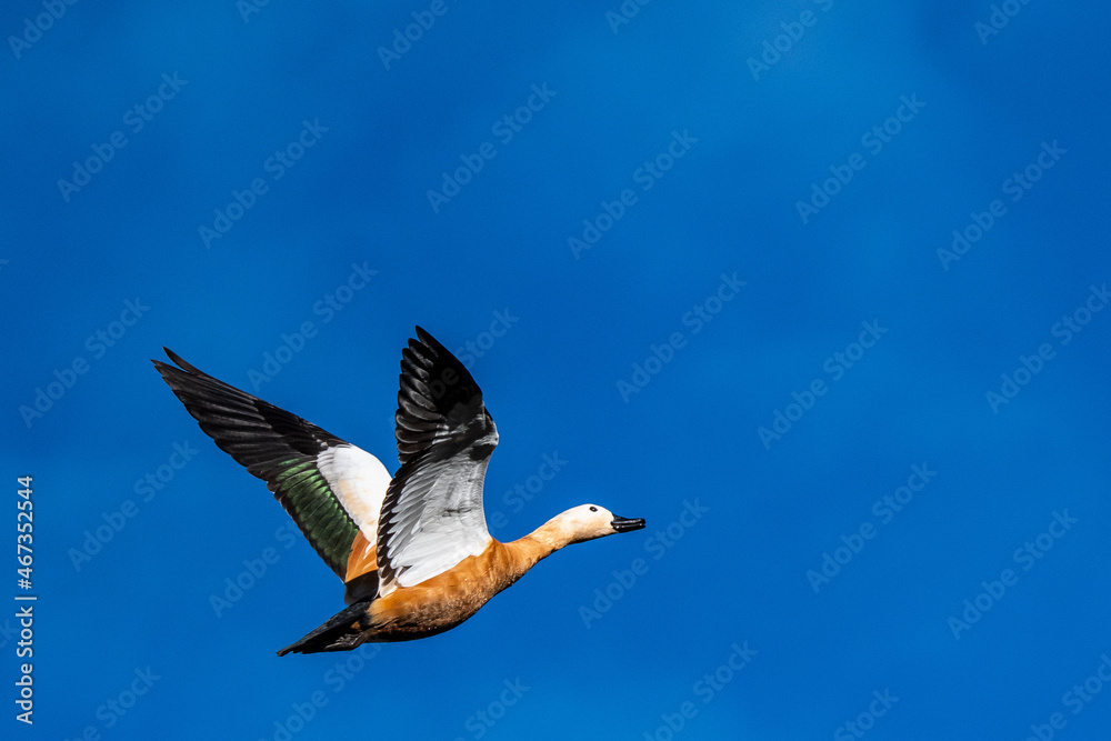 Fototapeta premium A ruddy shelduck (Tadorna ferruginea) is seen flying during an autumn day