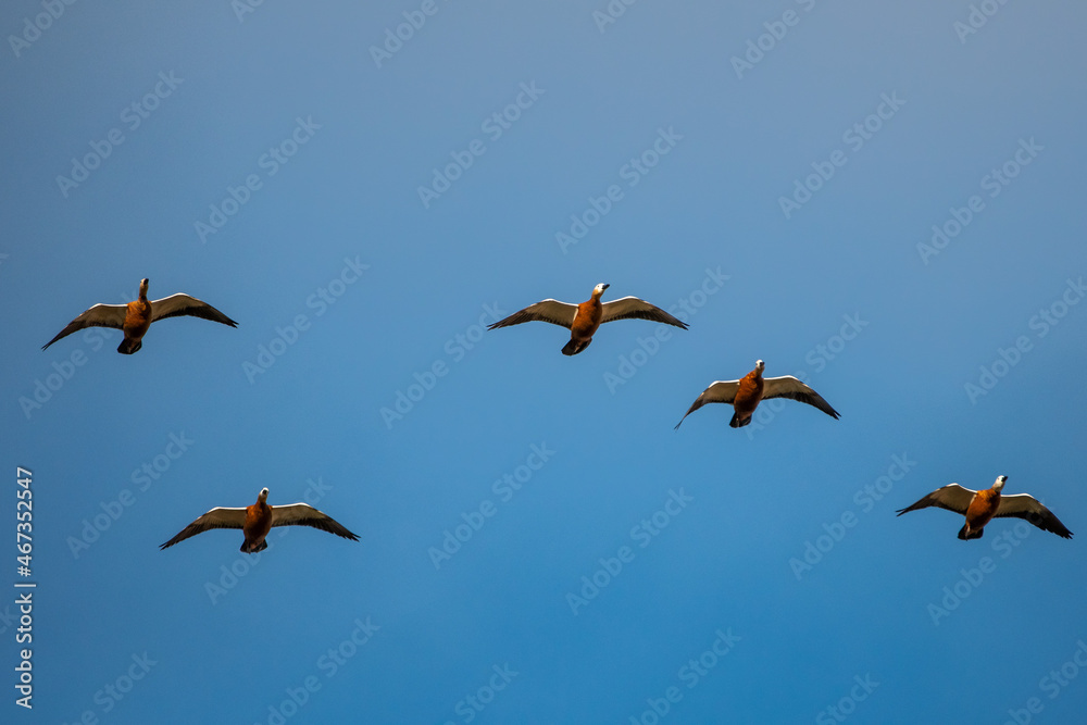 Ruddy shelducks (Tadorna ferruginea) are seen flying during an autumn day