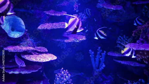 A beautiful view of marine fish and their habitat in the largest oceanarium in the world. A wonderful variety of the underwater world in 4K.