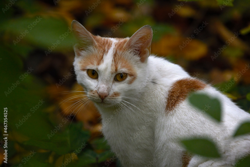 a cat hiding among the branches in the woods a cat hiding among the branches in the woods