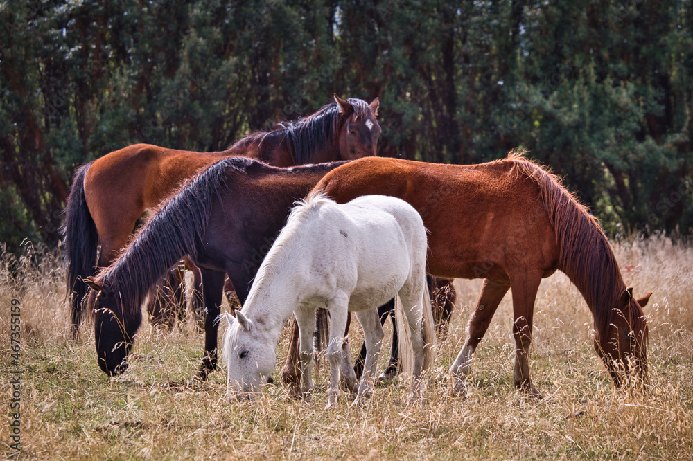 Fototapeta premium Group of horses grazes in the Ecuadorian Andes