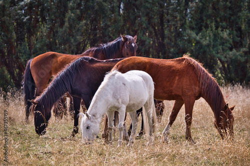 Group of horses grazes in the Ecuadorian Andes © Thomas
