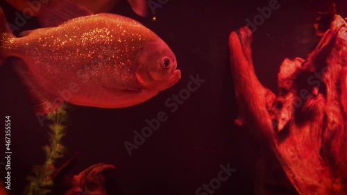 A beautiful view of marine fish and their habitat in the largest oceanarium in the world. A wonderful variety of the underwater world in 4K.