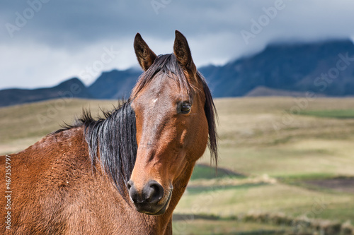 Portrait of horse in the Ecuadorian Andes © Thomas