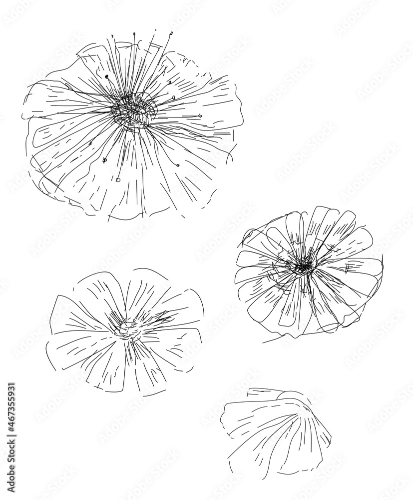 Obraz premium Hand drawn boho floral botanical drawing illustration, decor, black and white fine line sketch art. Poppy dandelion petals flower heads isolated on white background. Botanical study, sketchbook page