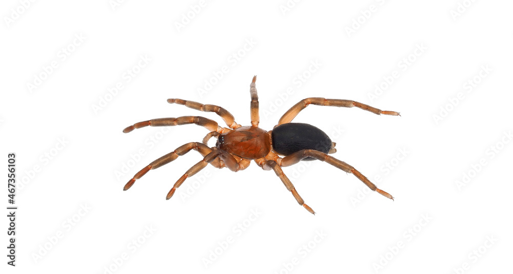 Ground spider isolated on white background, Haplodrassus sp. Ground spider isolated on white background, Haplodrassus sp.