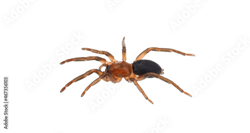 Ground spider isolated on white background, Haplodrassus sp.