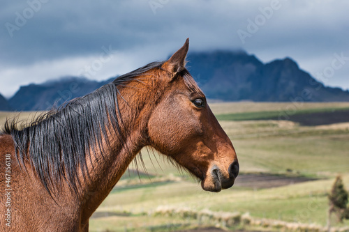 Portrait of horse in the Ecuadorian Andes