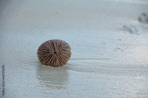 Scenic view of a pong-pong tree seed on the beach photo