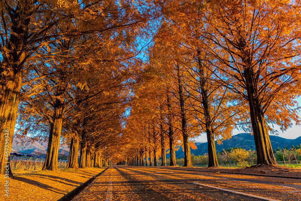Fototapeta premium メタセコイア