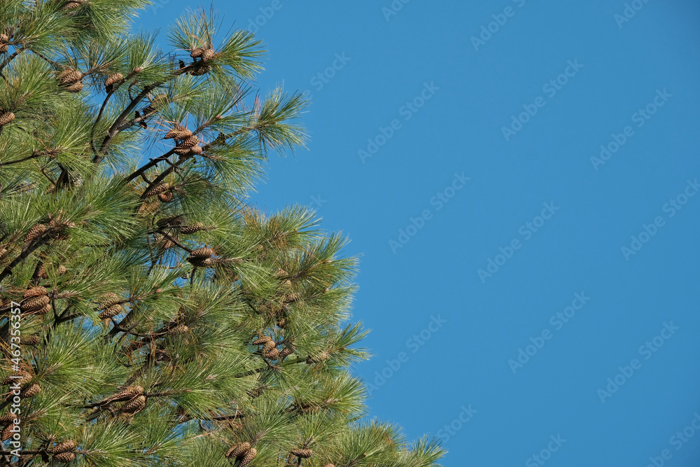 Christmas tree with beautiful pine cones against a blue sky with clouds. Shallow depth of field. Copyspec, left corner Christmas tree with beautiful pine cones against a blue sky with clouds. Shallow depth of field. Copyspec, left corner