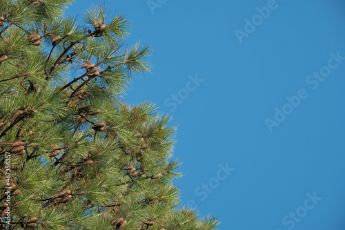 Christmas tree with beautiful pine cones against a blue sky with clouds. Shallow depth of field. Copyspec  left corner