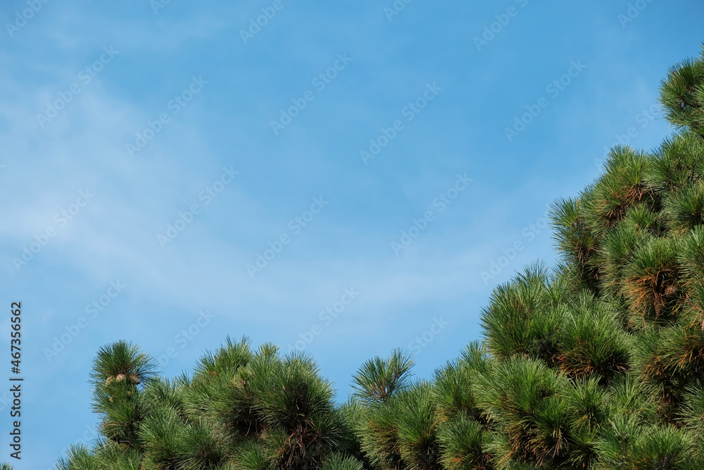 New Year's and Christmas. Drinking Christmas tree with beautiful pine cones against blue sky with clouds. Shallow depth of field. Copyspece, right corner New Year's and Christmas. Drinking Christmas tree with beautiful pine cones against blue sky with clouds. Shallow depth of field. Copyspece, right corner