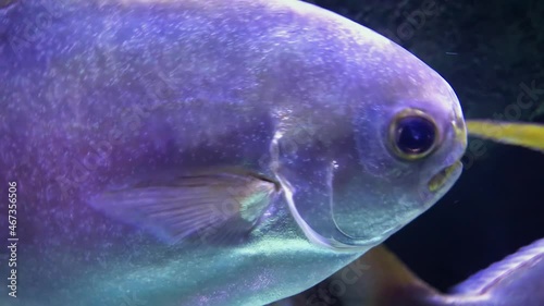 A beautiful view of marine fish and their habitat in the largest oceanarium in the world. A wonderful variety of the underwater world in 4K.