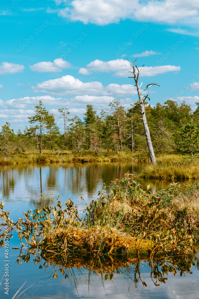 Obraz premium Beautiful swamp with old trees, small ponds and pine trees during a sunny summer day with blue sky and white clouds. Gorgeous landscape photography