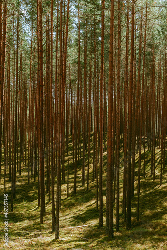 Magical forest with narrow  but tall trees all around and sun shining through in Estonia