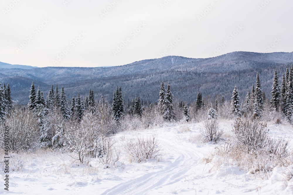 winter forest in the mountains