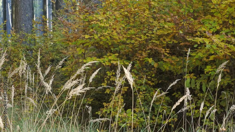 Autumn les. Yellow leaves on a branchs. Autumn les. Yellow leaves on a branchs.