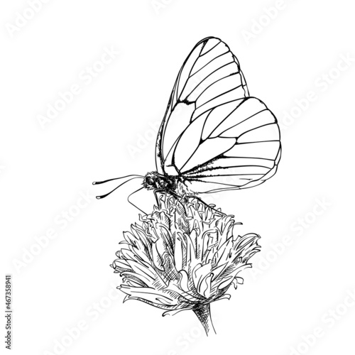 Vector sketch of white butterfly with black veins gathers nectar on flower, Hand drawn illustration of Hawthorn Aporia Crataegi