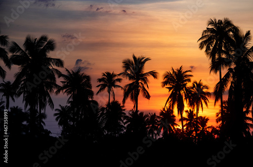 Fototapeta Naklejka Na Ścianę i Meble -  Silhouette at sunset in a coconut plantation in Thailand