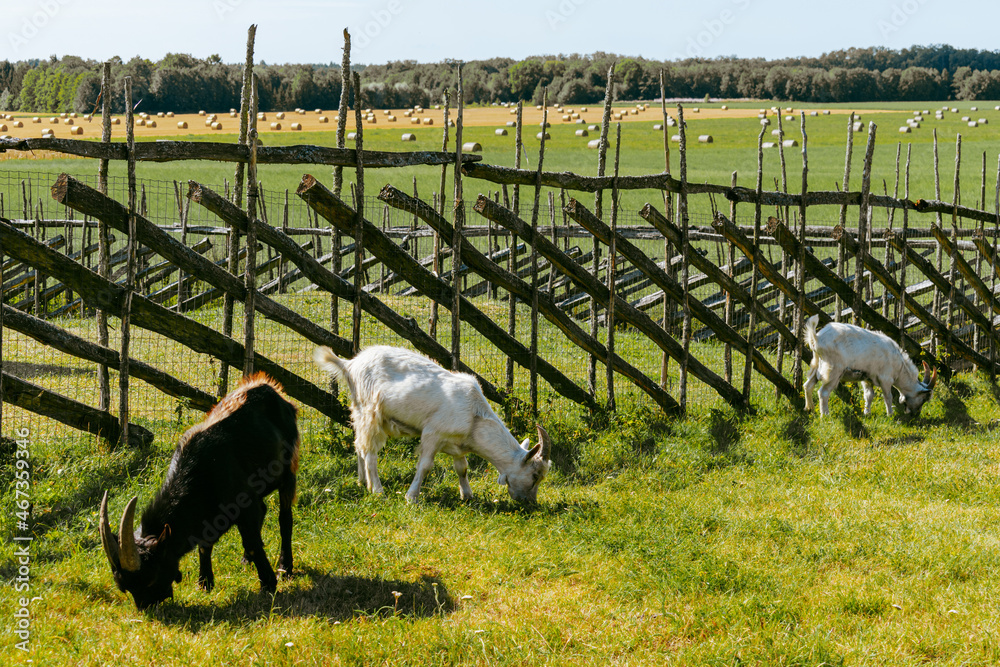 Obraz premium Two white goats and a black goat eating grass in a rural area