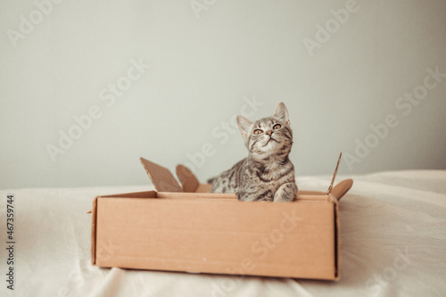 Funny cat with brown eyes sits in a cardboard delivery box. Playing with your pet at home