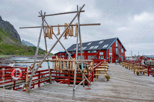 Cod fish drying up on the wooden racks in Lofoten, Norway 
