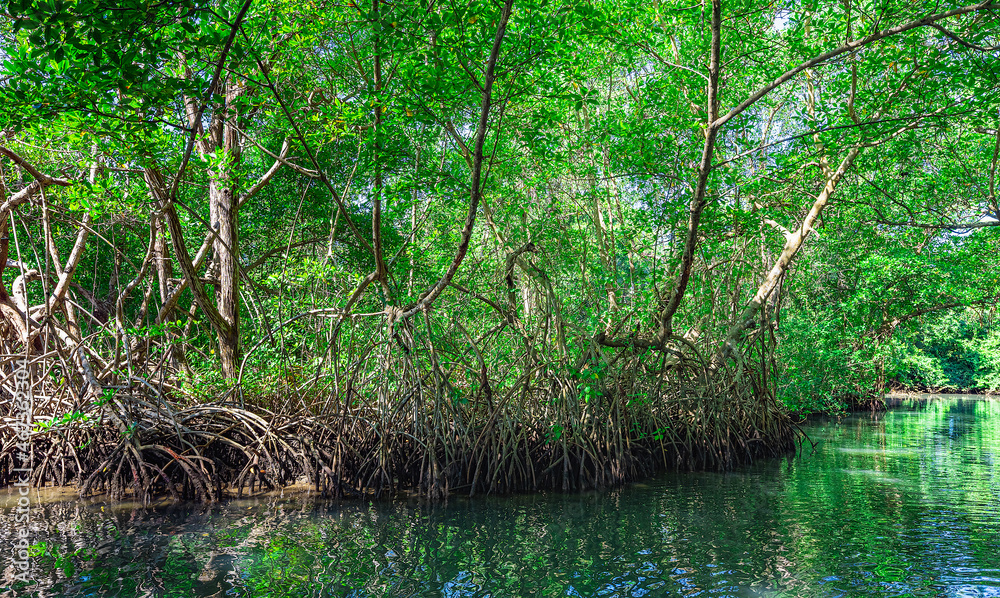 Obraz premium tropical mangrove forest