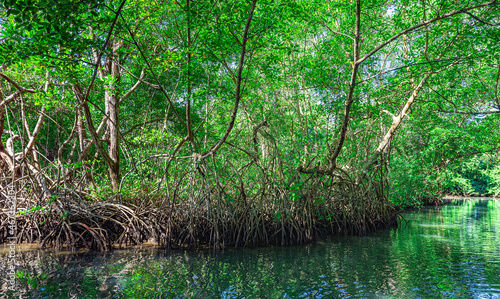 tropical mangrove forest