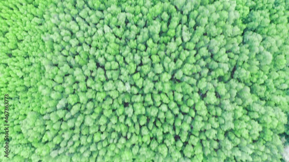 4K Aerial drone top view of forest in summer at sunrise. Drone shot flying over spruce conifer treetops, nature background footage 4K Aerial drone top view of forest in summer at sunrise. Drone shot flying over spruce conifer treetops, nature background footage