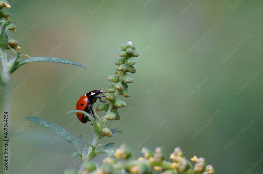 Ladybug on a green background. Insects in nature. Ladybug on a green background. Insects in nature.