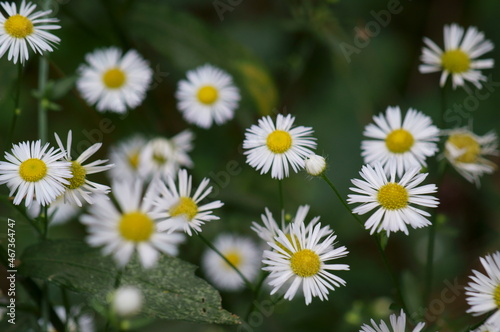 White field daisies in the field. The background image.