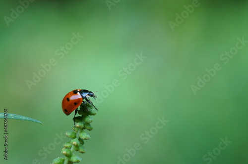 Ladybug on a green background. Insects in nature.