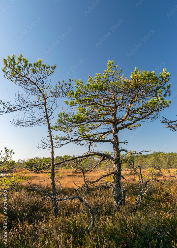 autumn characteristic colors in nature, bog plants painted in brown tones, rare swamp pines, autumn
