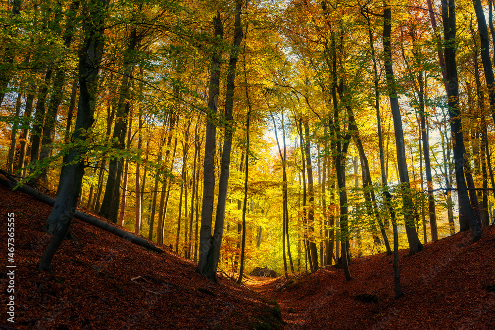 Herbstwald Herbstwald
