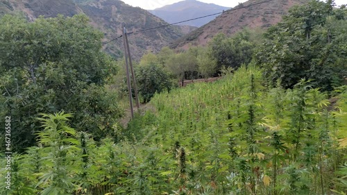 Marijuana plant at outdoor cannabis farm field, Hemp Field. photo