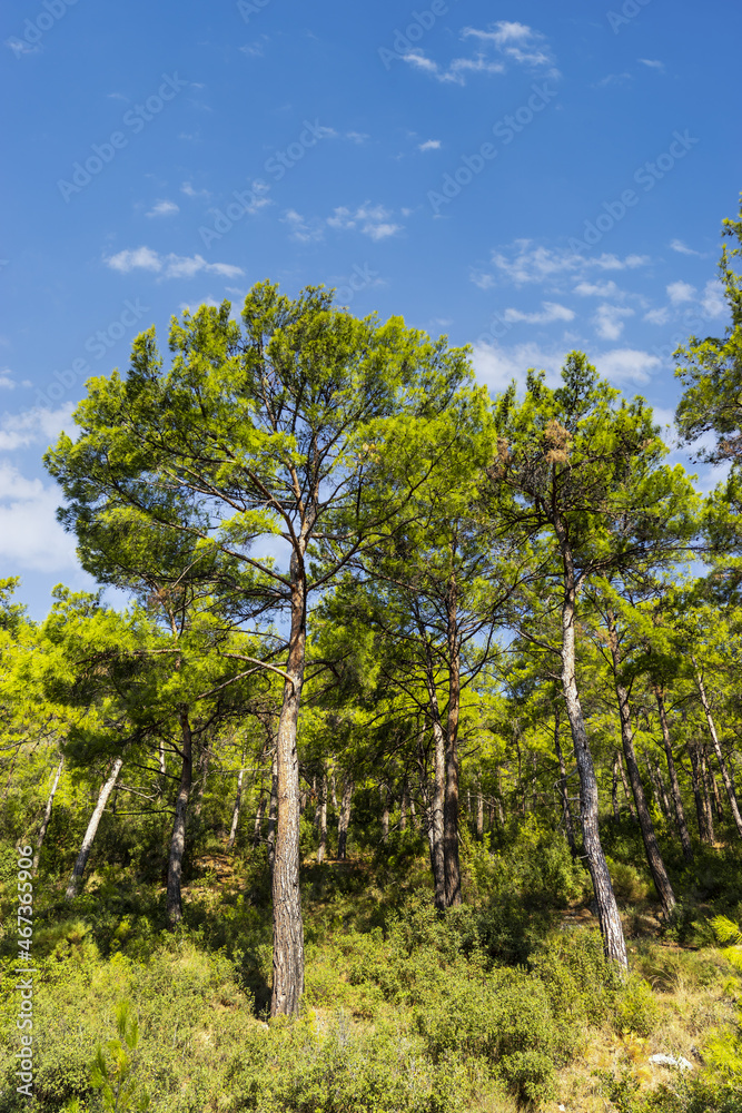 Pine Forest Green. Mugla Province, Turkey