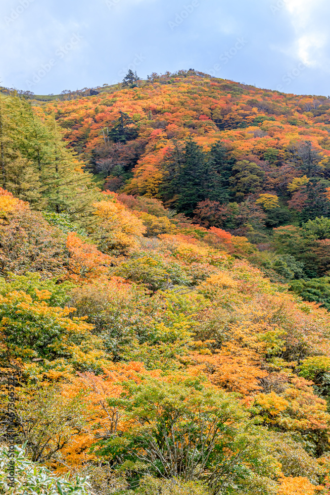 秋の剣山　徳島県三好市　Mt. Tsurugi in autumn. Tokushima-ken Miyoshi city