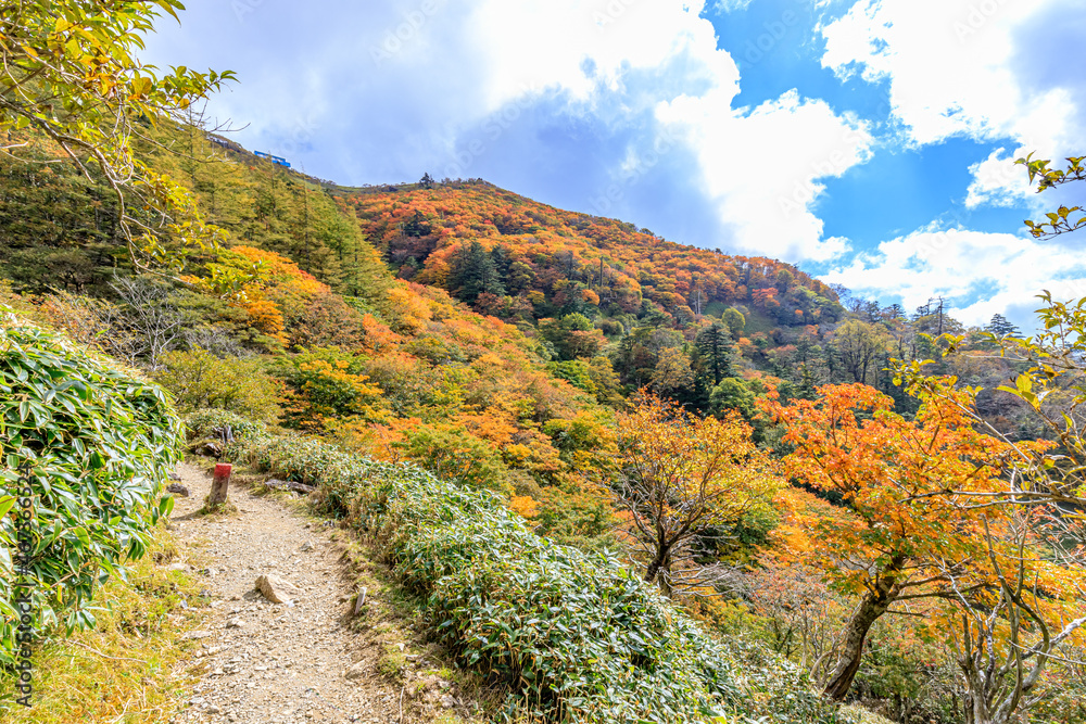 秋の剣山の登山道　徳島県三好市　Autumn trail of Mt. Tsurugi. Tokushima-ken Miyoshi city