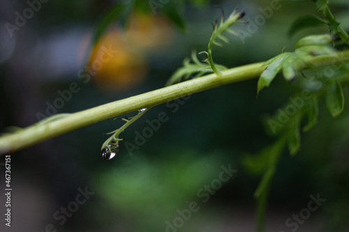 water droplet on a leaf