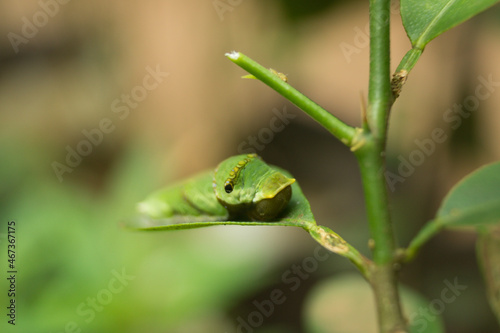 caterpillar on a leaf