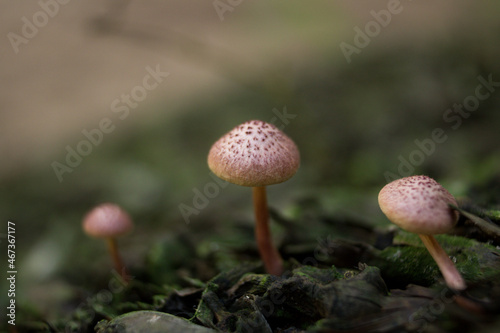mushroom in the grass