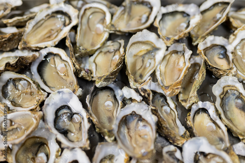 raw sea oysters food covered in shells raw sea oysters food covered in shells
