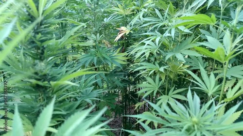 Marijuana plant at outdoor cannabis farm field, Hemp Field. photo