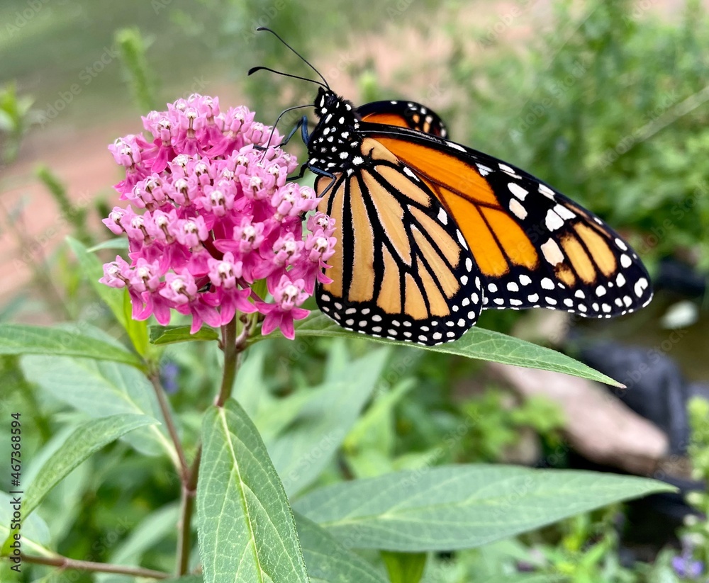 Fototapeta premium monarch butterfly on flower