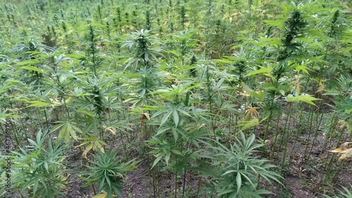 Marijuana plant at outdoor cannabis farm field, Hemp Field. photo