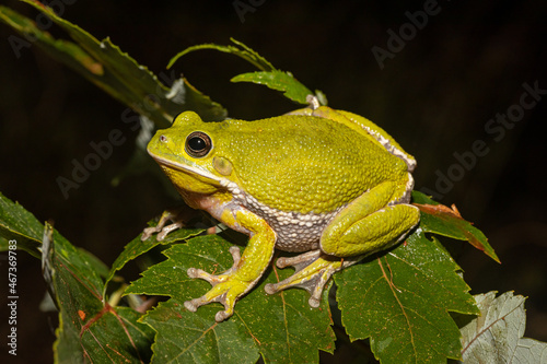 Barking tree frog - Hyla gratiosa