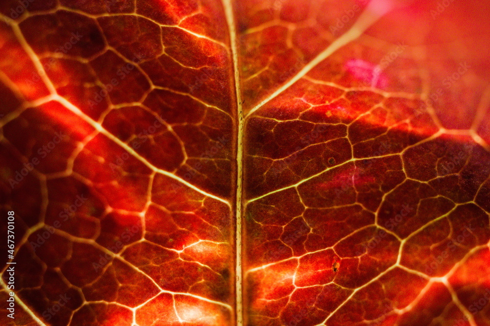 Obraz premium red leaf macro