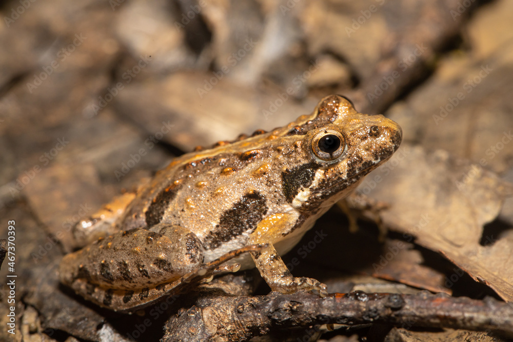 Northern cricket frog - Acris crepitans Northern cricket frog - Acris crepitans